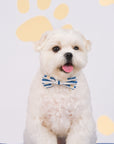 Pet Bow-Tie - Paw Stripes | The Elly Store