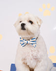 Pet Bow-Tie - Paw Stripes | The Elly Store