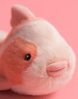 Close-up