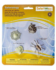 Life Cycle of A Spider