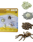 Life Cycle of A Spider
