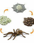 Life Cycle of A Spider
