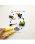Frog Life Cycle Learning Kit by Tickle Your Senses | Ideal for Sensory Play | The Elly Store Singapore