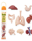 TOOBS | Human Organs