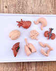 TOOBS | Human Organs