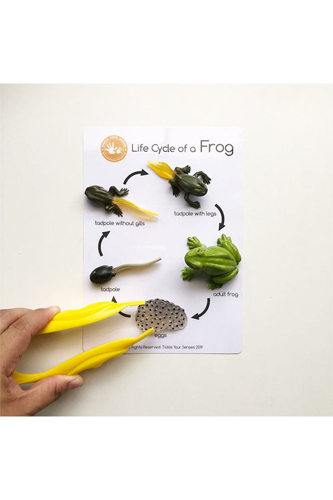 Frog Life Cycle Learning Kit by Tickle Your Senses | Ideal for Sensory Play | The Elly Store Singapore