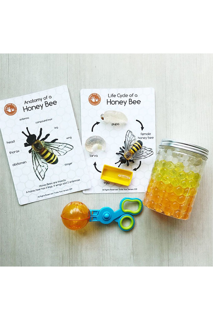 Honey Bee Life Cycle Learning Kit by Tickle Your Senses | Ideal for Sensory Play | The Elly Store Singapore