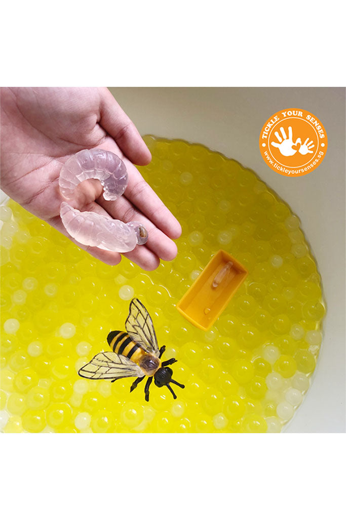 Honey Bee Life Cycle Learning Kit by Tickle Your Senses | Ideal for Sensory Play | The Elly Store Singapore